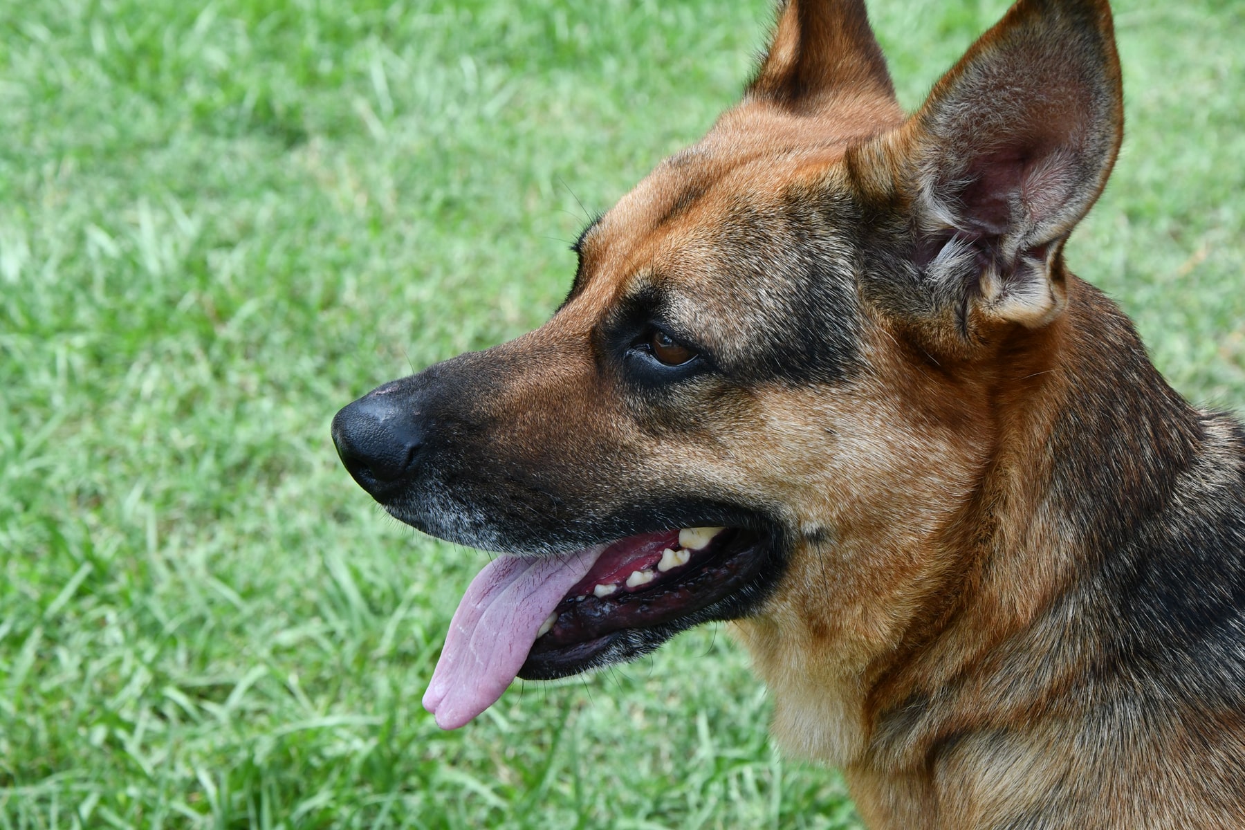 skechers bobs german shepherd