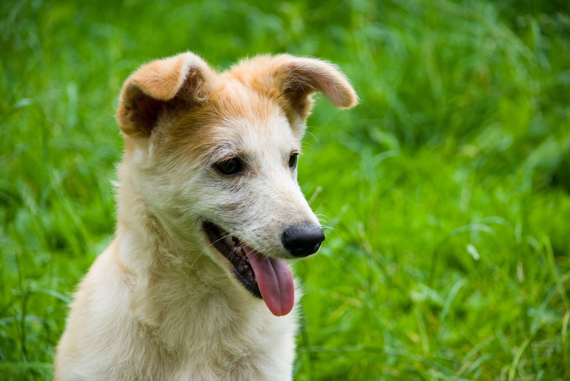 the-importance-of-heartworm-prevention