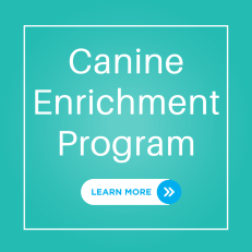 Canine_Enrichment_Program.png