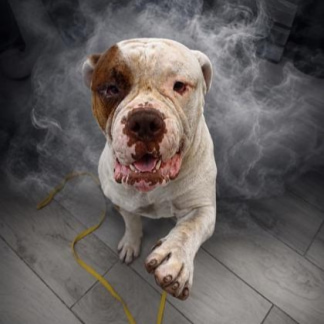 Smokey.jpg