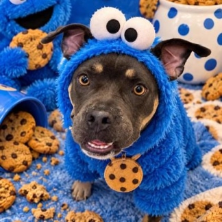Cookie-0001.jpg