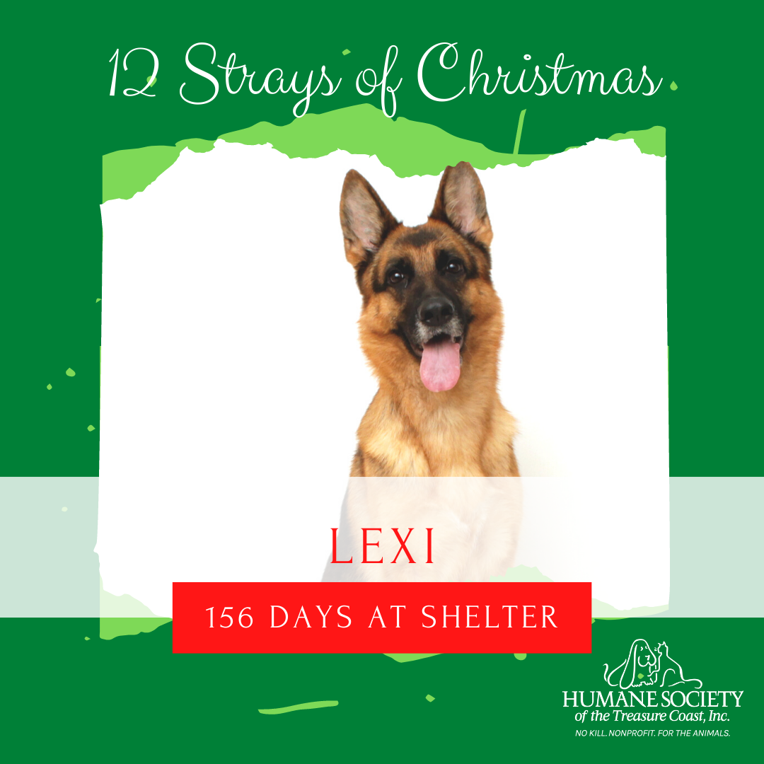 12_Strays_of_Christmas_2_Lexi.png