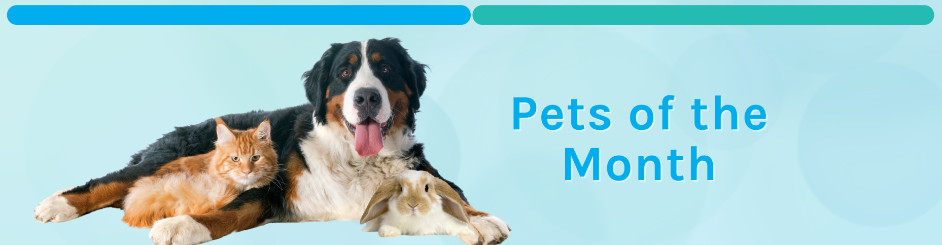 ADOPTABLE_PETS_(1920_×_800_px)_(1920_×_500_px)_(1920_×_500_px)_(1920_×_500_px)_(1920_×_500_px)_(1920_×_500_px)-0001.jpg