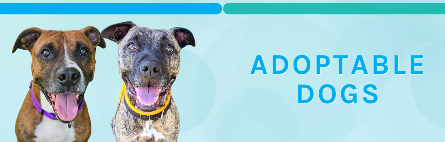 ADOPTABLE_PETS_(1920_×_800_px)_(1920_×_500_px)_(1920_×_500_px)_(1920_×_500_px)_(1920_×_500_px)_(1920_×_500_px)_(1920_×_500_px).jpg