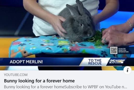 WPBF - Adopt Merlin