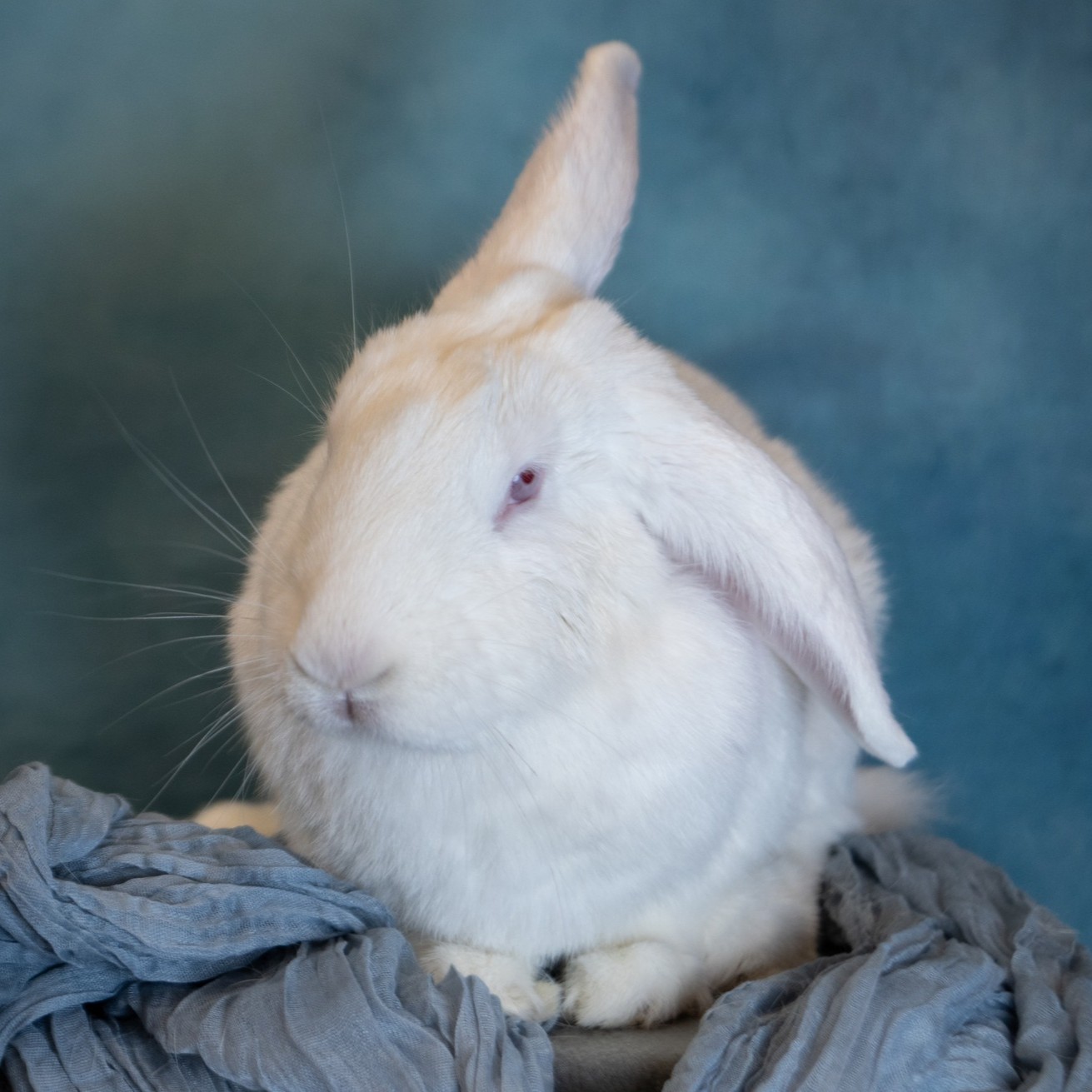 Dumbo.jpg