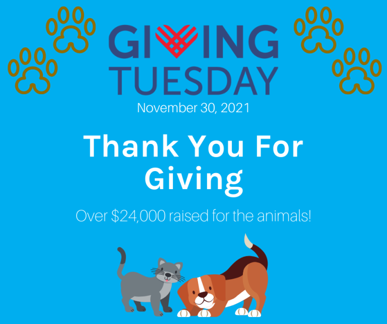 Giving Tuesday Sees Record-Breaking Success